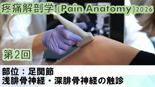 【260520 PA2026第02回 足関節：浅腓骨神経・深腓骨神経の触診】受講の感想